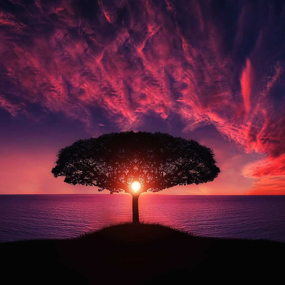 silhouette of tree near body of water during golden hour
